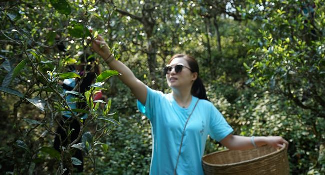 拨开古树普洱茶的迷雾 古韵流香茶山游学侧记(图7)