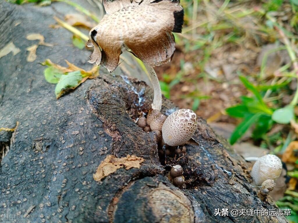 脂肪瘤一定要开刀吗？送你三味中药，一路攻、一路守、一路泻