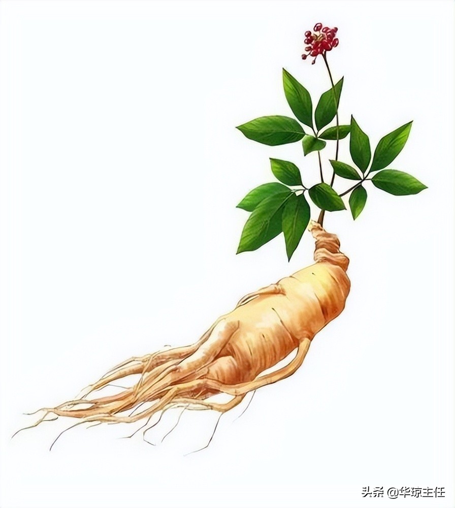 一个大补虚劳的方子，仅有三味药，搞定疲劳乏力亚健康