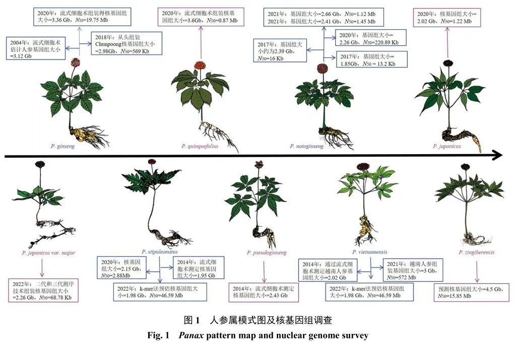 人参属药用植物种质资源研究进展(图7)