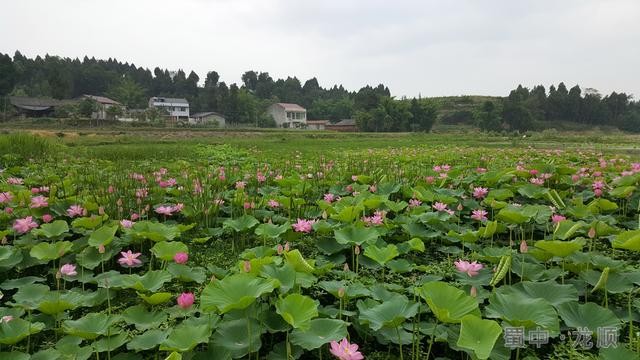行走读写人间路：我从云中来又到云中去