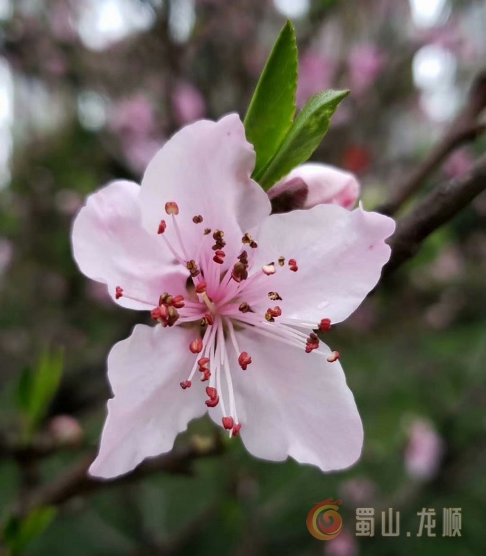 龙顺：三月新梦