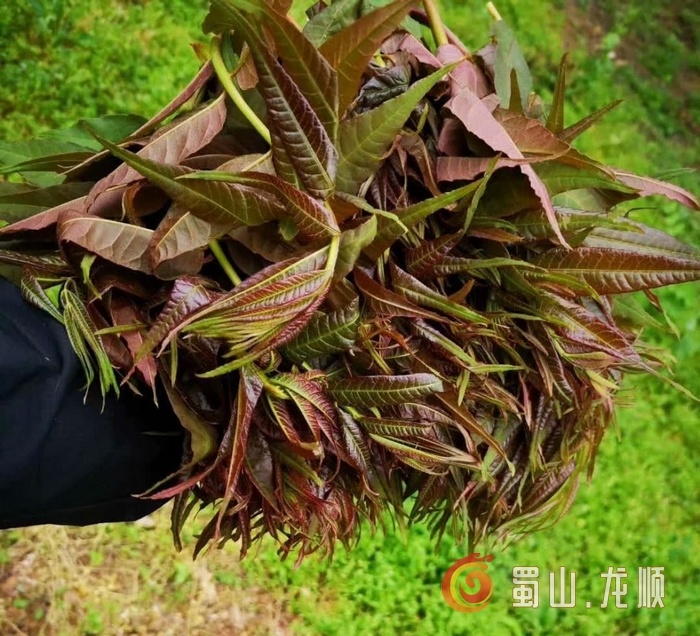 龙顺：三月新梦(图3)
