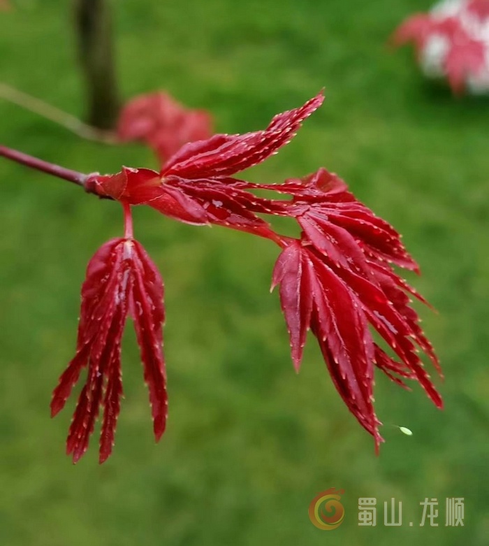 龙顺：三月新梦(图4)