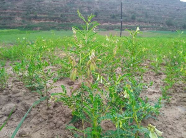 黄芪与这味中药搭配，气虚便秘、肺虚咳嗽一箭双雕，许多人不会用