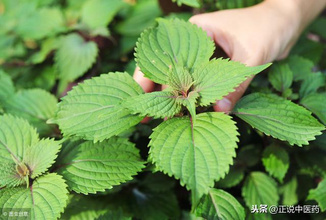 这个方只有两味药，治疗湿热呕吐却疗效卓著，看国医大师如是说(图3)