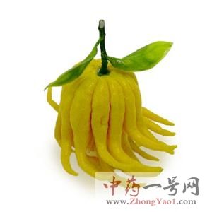 佛手-理气药